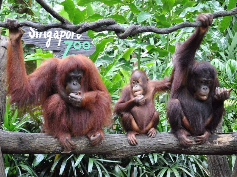 Singapore Zoo