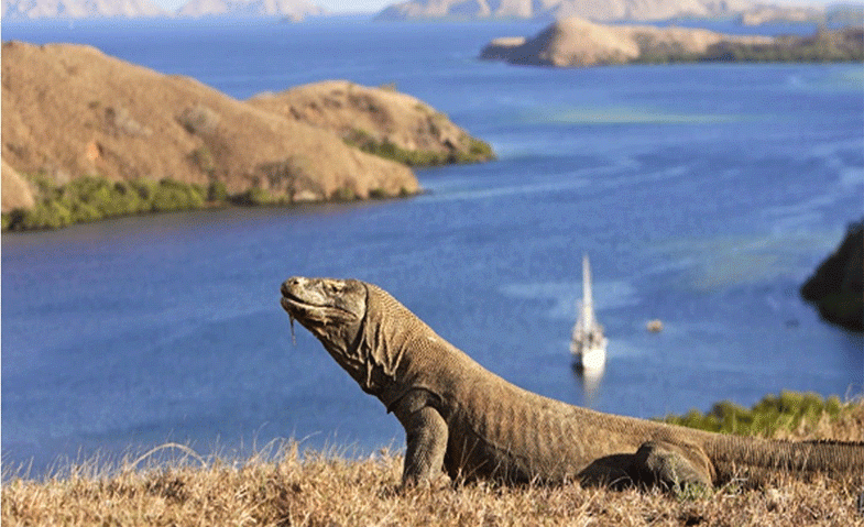 tour komodo di labuan bajo