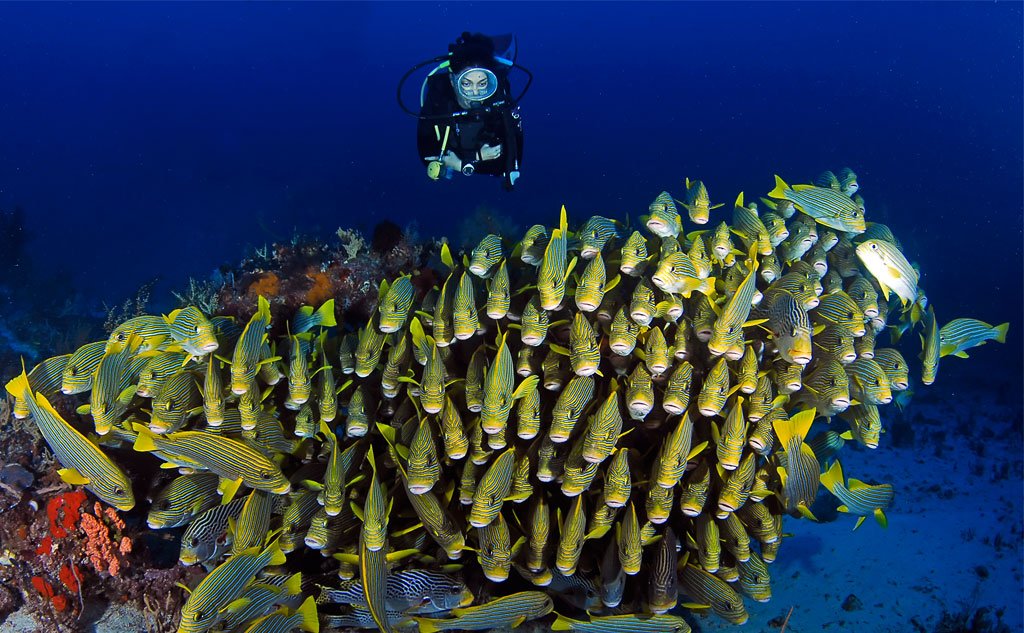 Raja Ampat Scuba Diving Experience