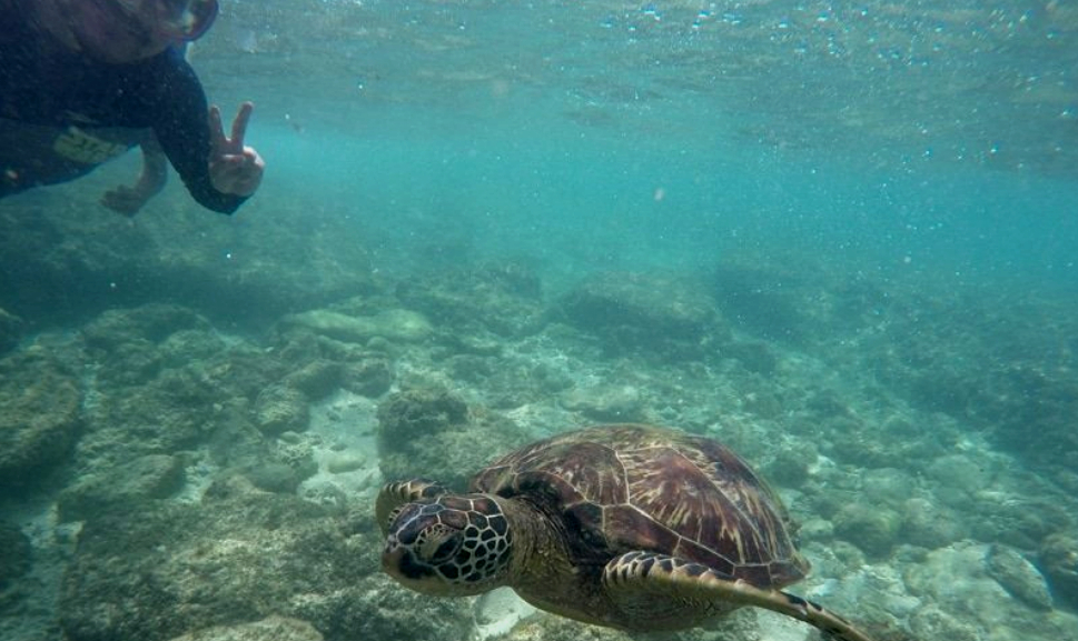 Apo Island Snorkeling Tour