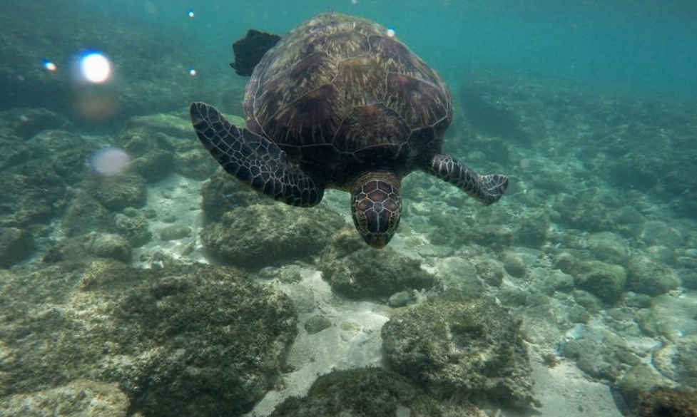 Apo Island Snorkeling Tour