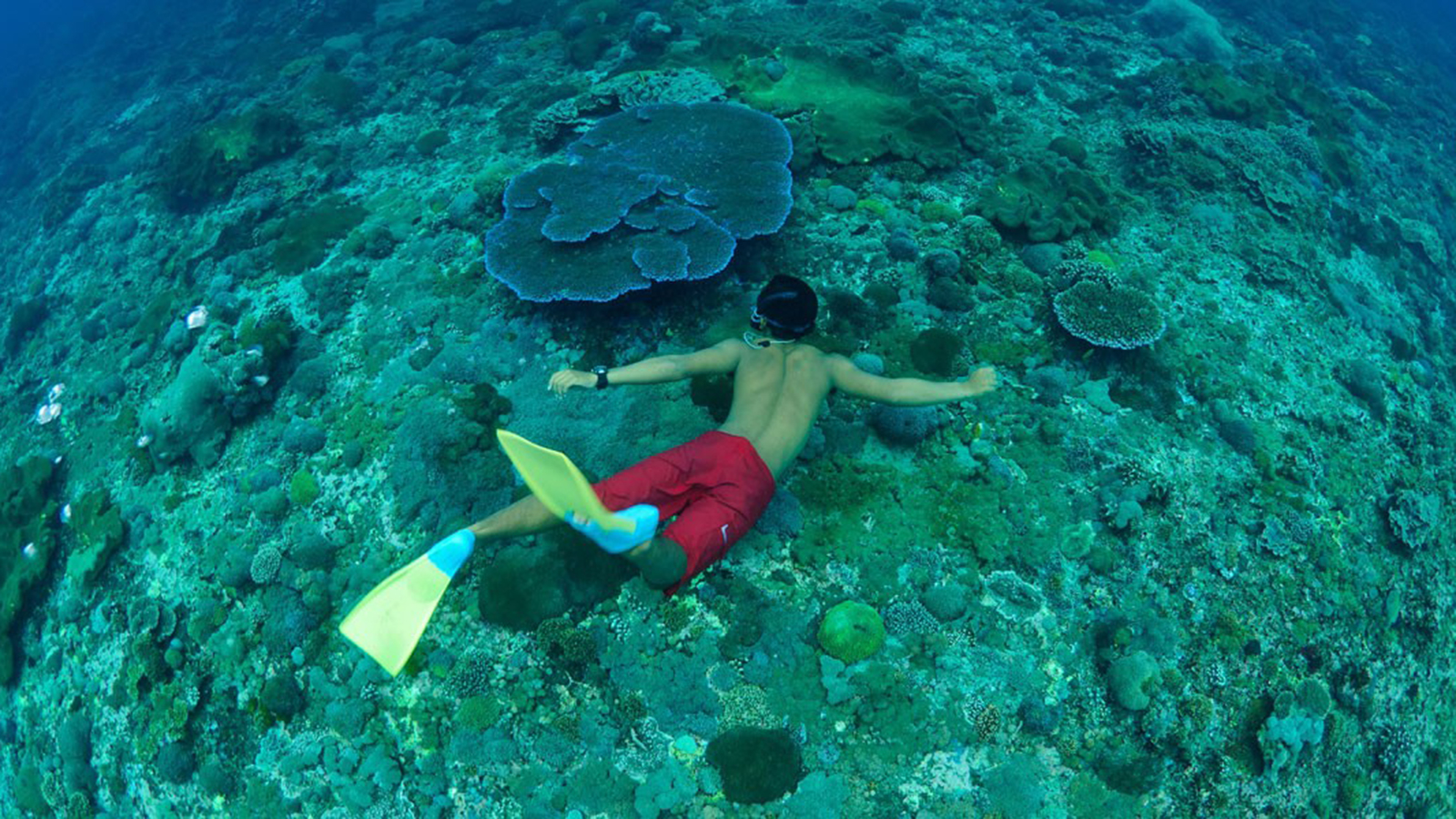 Bali hai. Сулавеси остров под водой. Crystal Bay Dive.