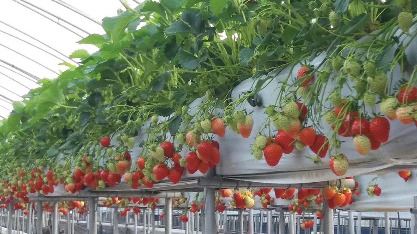 Pocheon Art Valley Strawberry Farm Herb Island