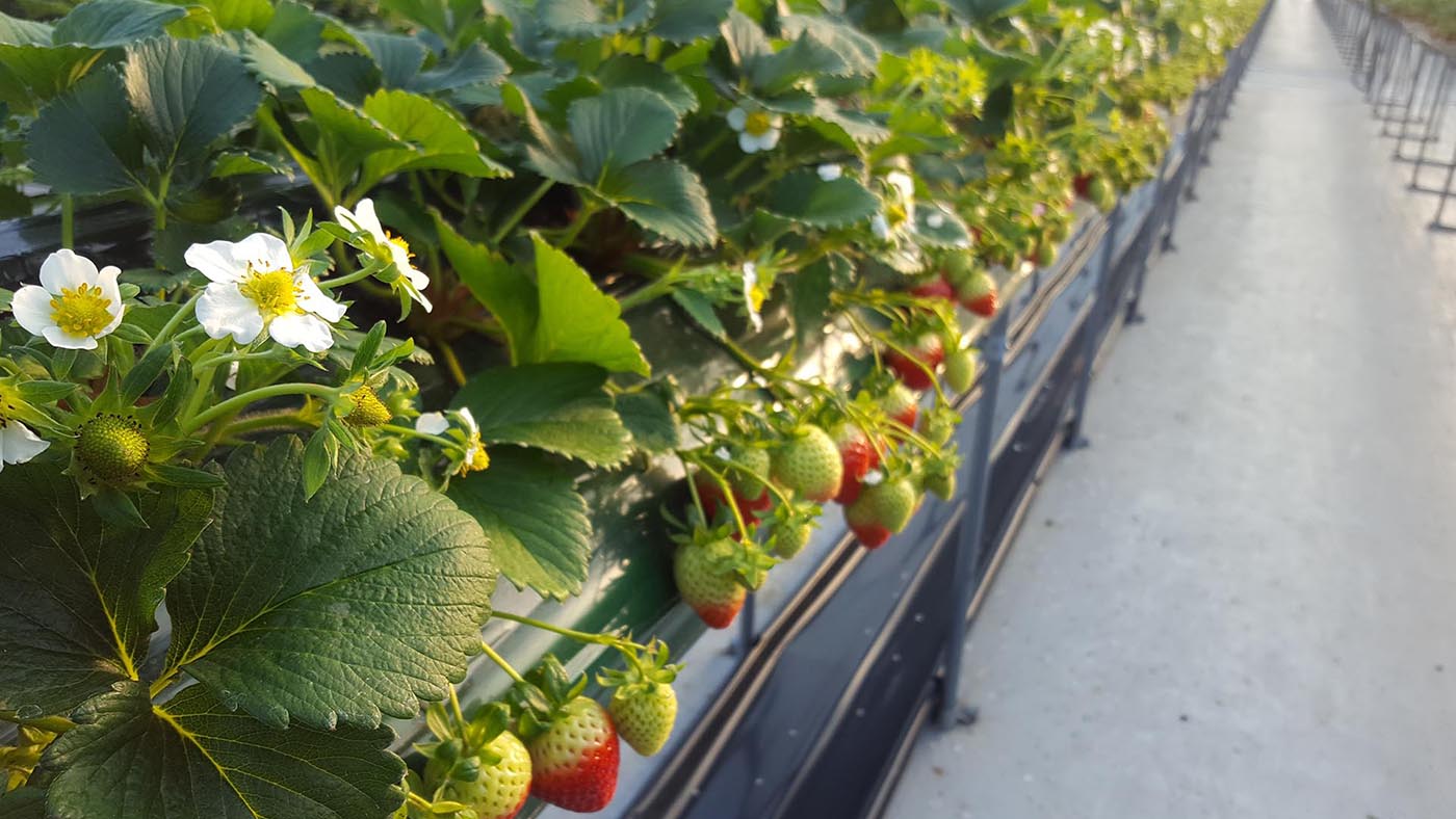 Pocheon Art Valley Strawberry Farm Herb Island