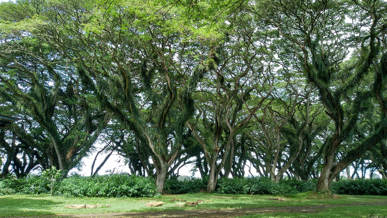 Private 2 Day Banyuwangi Tour: Alas Purwo Mystical Forest, Mangrove ...