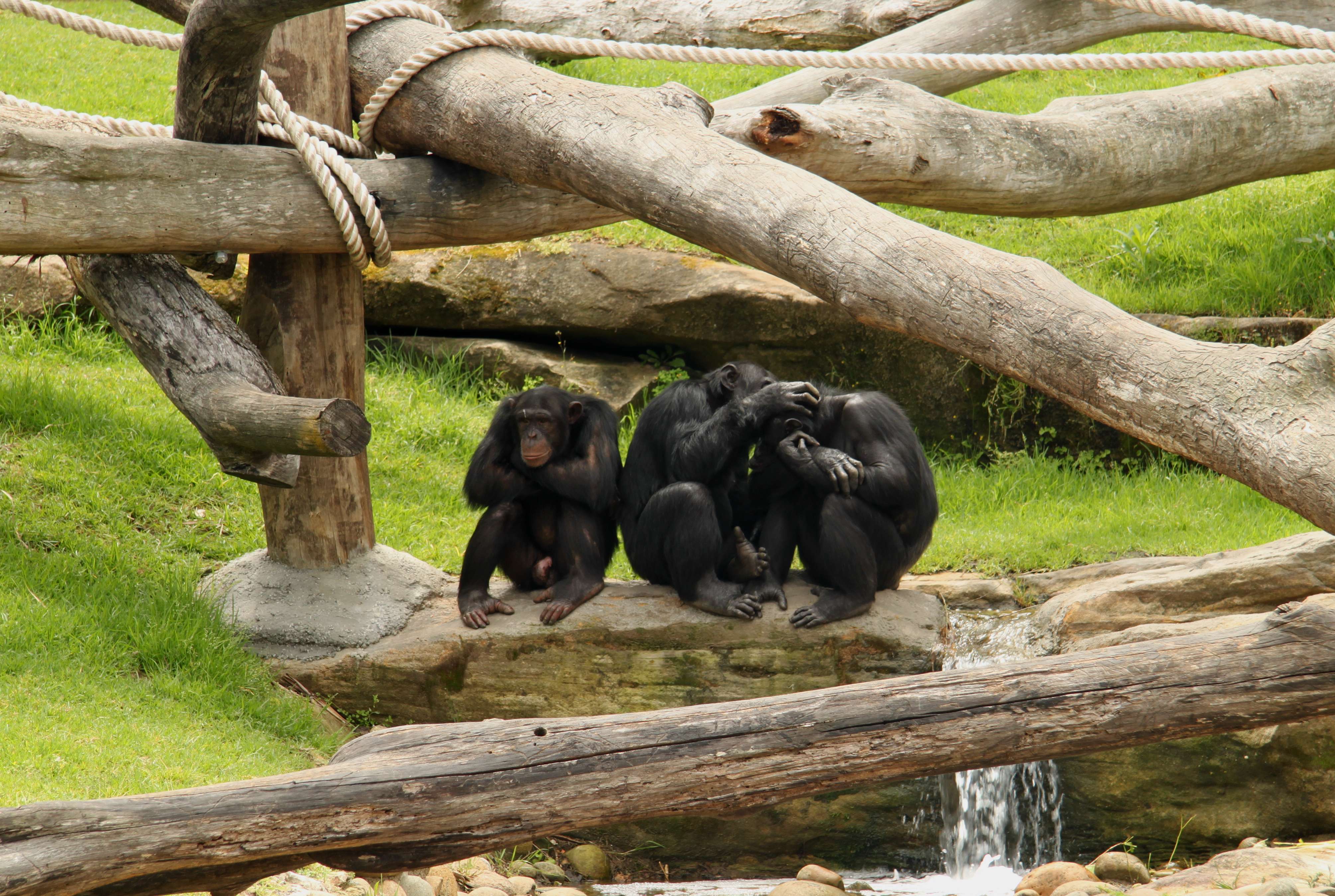 Sydney zoo. Сиднейский зоопарк. Зоопарк Таронга. Зоопарк Таронга в Австралии. Таронга Сидней.